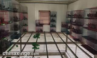 玉活公棚赛鸽中心春棚