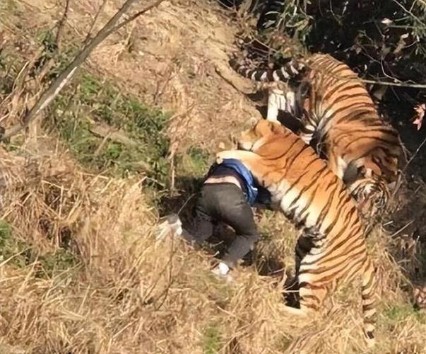 动物园老虎伤人事件（野生动物园老虎伤人视频）