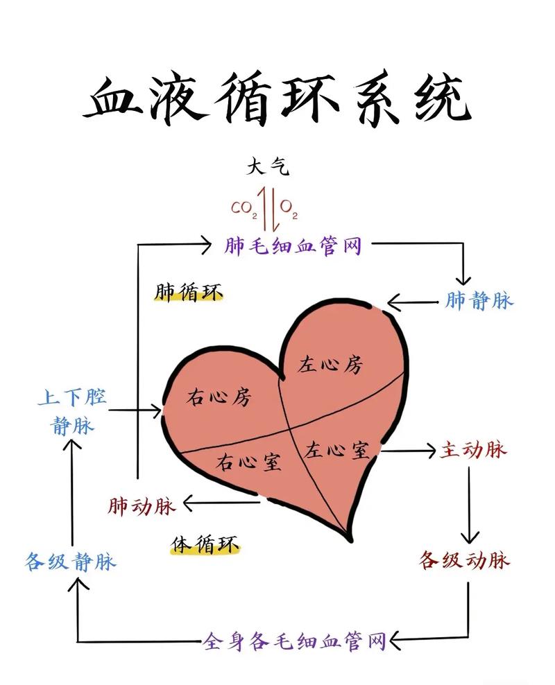 心血管事件链共识（心血管事件链包括哪些心脏疾病）