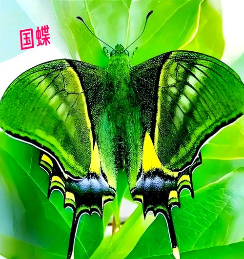金斑喙凤蝶观测(金斑喙凤蝶因何得名并闻名于世)